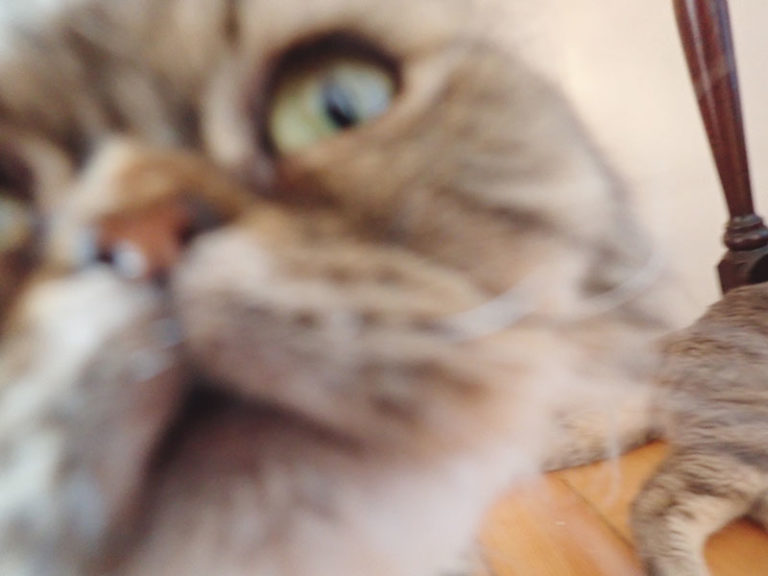 Why Does My Cat Sit, Sleep, & Lay on My Chest? 11 Theories