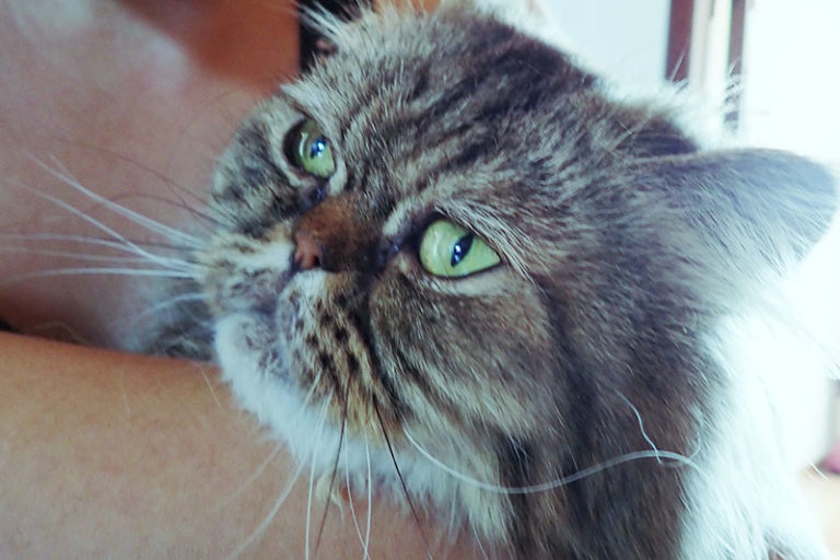 Why Does My Cat Sit, Sleep, & Lay on My Chest? 11 Theories