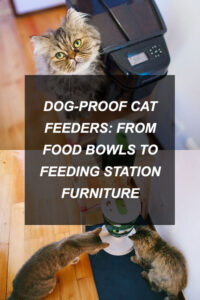 kittyclysm-cat-blog-help-advice-tips8