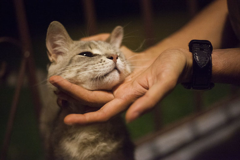 Befriending Strays How to Get Stray Cats to Come to You & Like You