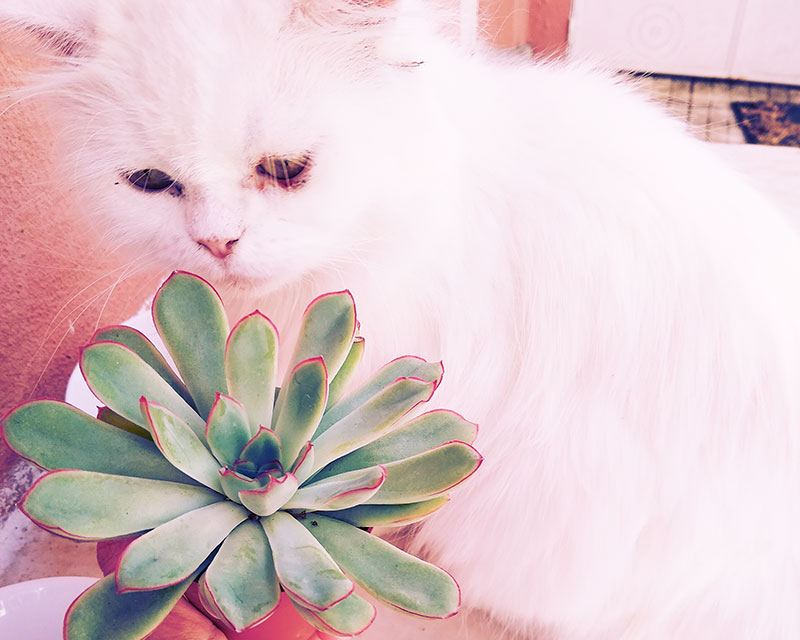 cat-smelling-succulent-echeveria