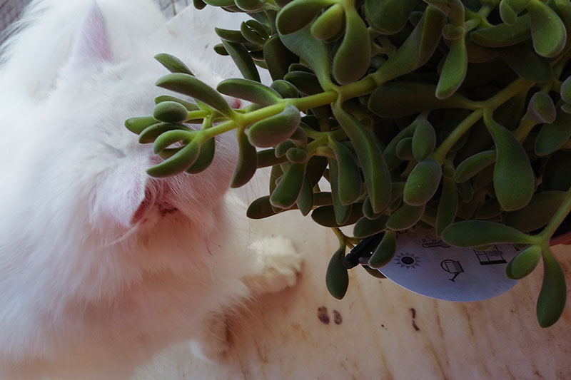 cat-sniffing-crassula-succulent