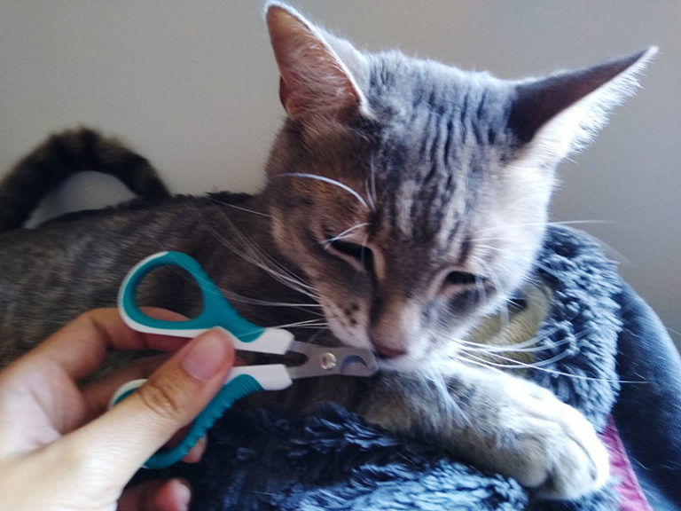 Cat's Nail Split? (Maybe While You Were Trimming?) Here's What to Do