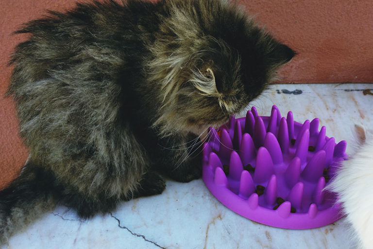 RaccoonProof Cat Feeders Keeping Outdoor & Feral Food Safe