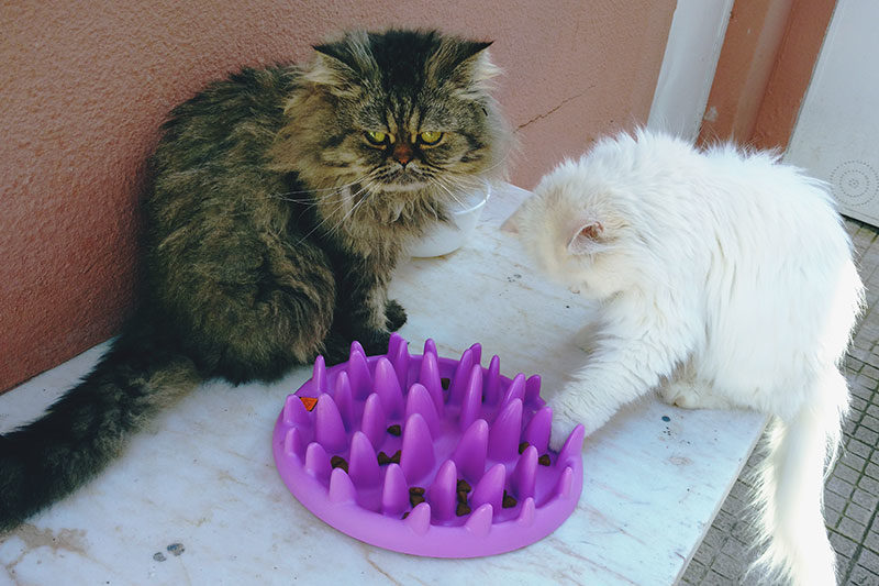 Outdoor Feeding Stations for Cats: Weatherproof to Insect & Raccoon Proof