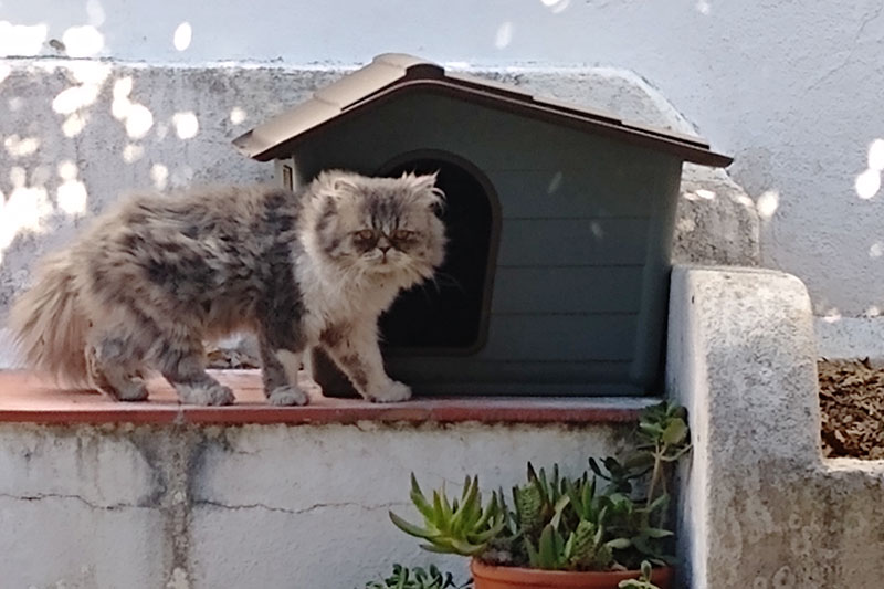 Raccoon Proof Cat Doors Protecting Cat Shelters Your Home