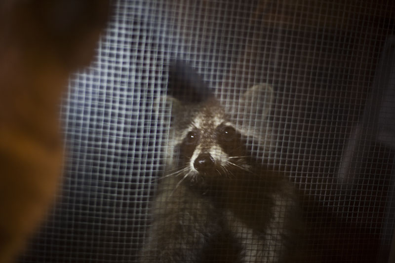 raccoon proof pet food storage