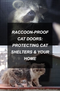 kittyclysm-cat-blog-help-advice-tips7
