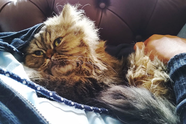 "Why Did My Cat Pee on Me?" 11 Potential Explanations + Solutions