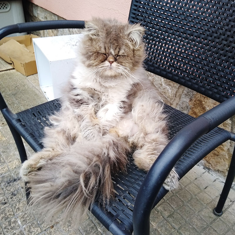 Why Do Cats Sit Like Humans Sometimes 12 Plausible Explanations