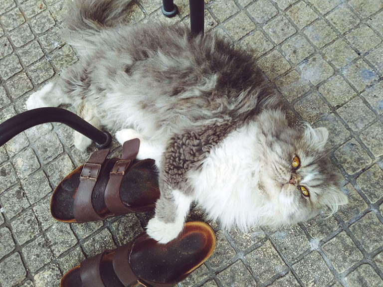 Why Do Cats Sit like Humans Sometimes? 12 Plausible Explanations