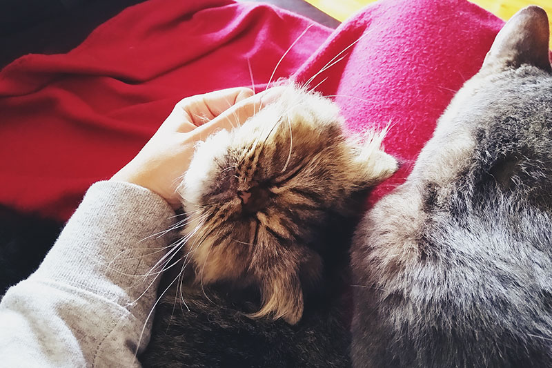 11 Ways To Train Your Cat To Be More Snuggly