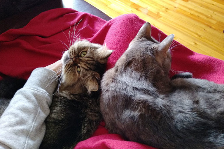 Why Do Cats Lick & Groom Each Other? Hint It's Probably Not What You Think