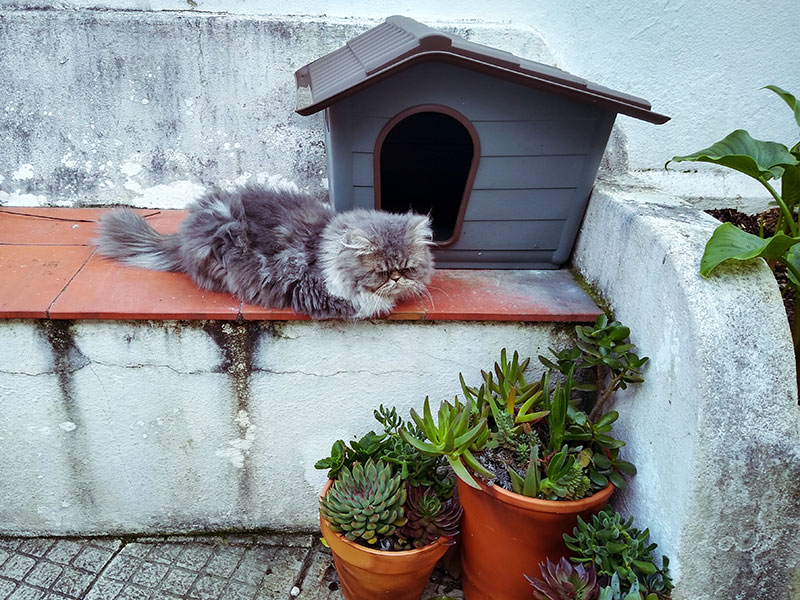 outdoor-persian-sleeping-in-front-of-cat-house