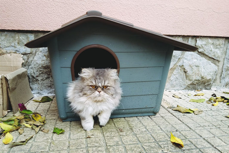 Waterproof Outdoor Cat Houses Keeping Cats Dry in Rainy Weather