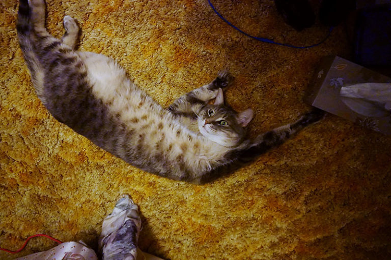 Why Do Cats Sleep on Their Backs? 11 Possible Explanations