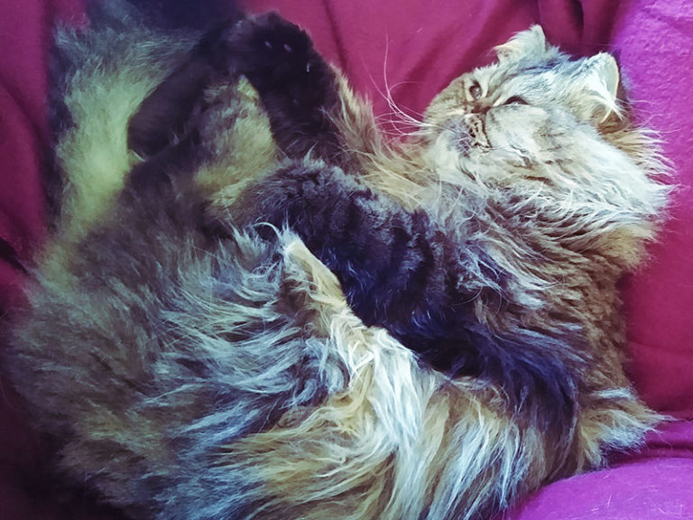 Why Do Cats Sleep on Their Backs? 11 Possible Explanations