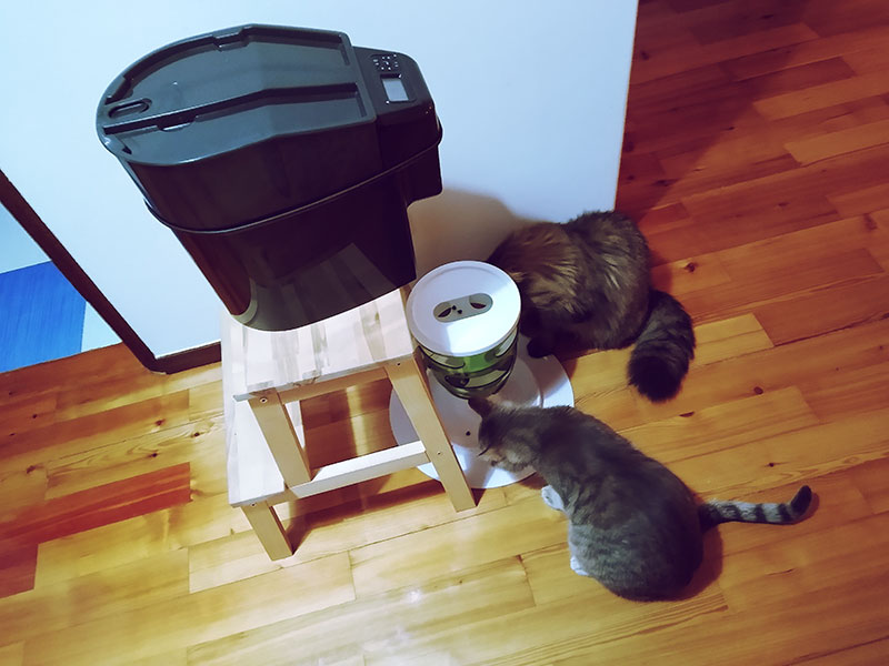 cats-sharing-food-eating-together-timed-feeder-automatic