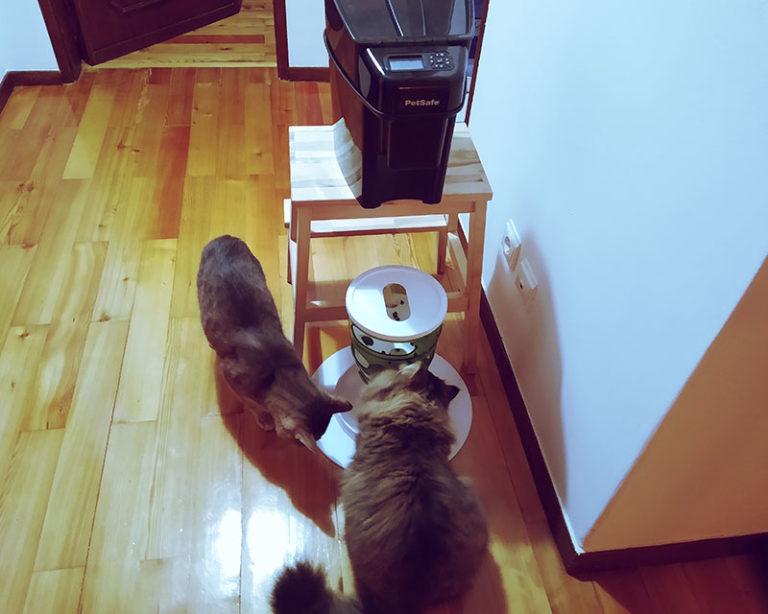 Easy Fix How to Stop Cats from Eating Each Others' Food