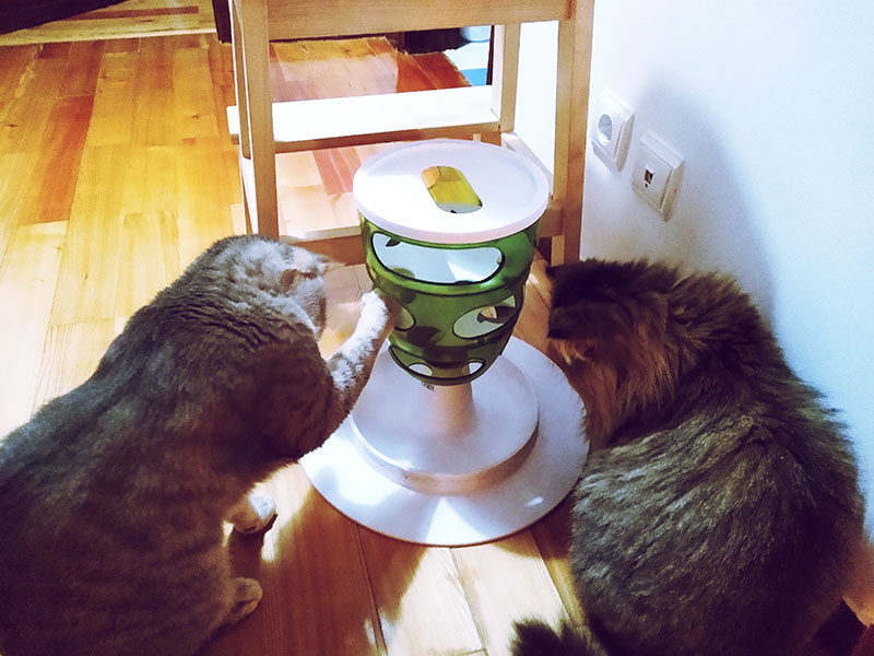 one cat steals the other cat's food