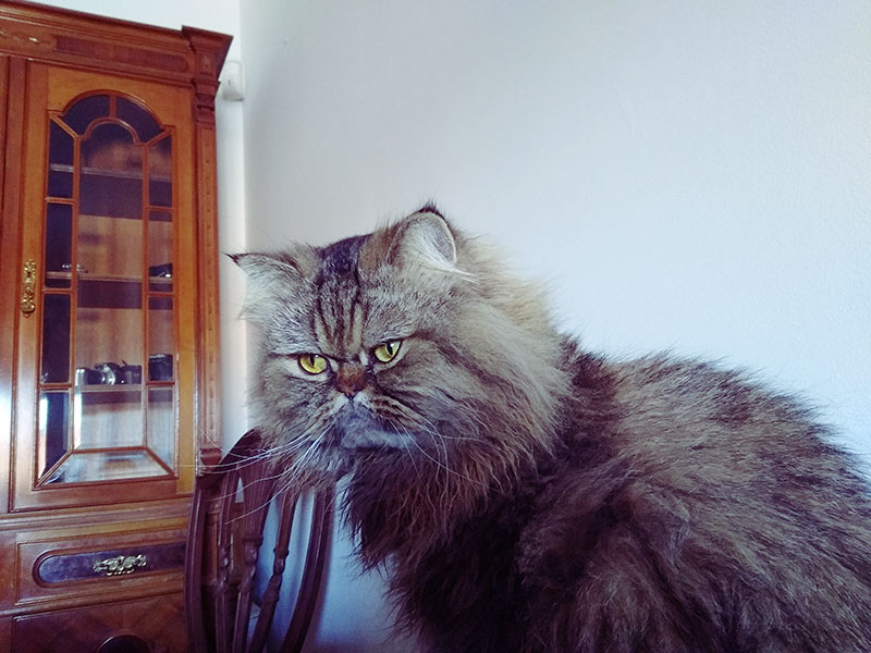 cute-cat-sitting-in-living-room