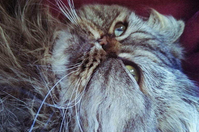 Why Does My Cat Lick My Face? What Does It Mean?