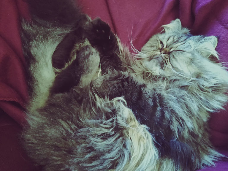 Why Does My Cat Lick My Face? What Does It Mean?