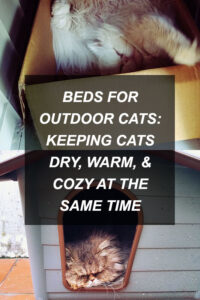 kittyclysm-cat-blog-help-advice-tips10