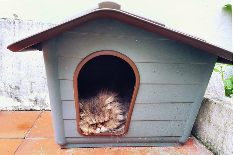Beds for Outdoor Cats Keeping Cats Dry, Warm, & Cozy at the Same Time