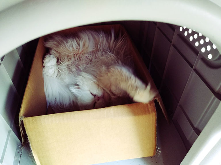 Beds for Outdoor Cats Keeping Cats Dry, Warm, & Cozy at the Same Time