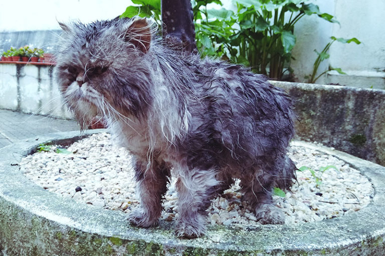 How To Remove Cat Mats! - YouTube - How To Shave A Cat With Mats