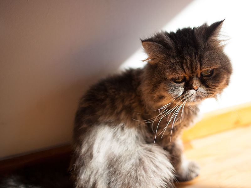 saddest-cat-in-the-world-persian-unhappy-face