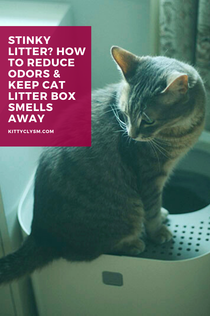 Stinky Litter? How to Reduce Odors & Keep Cat Litter Box Smells Away