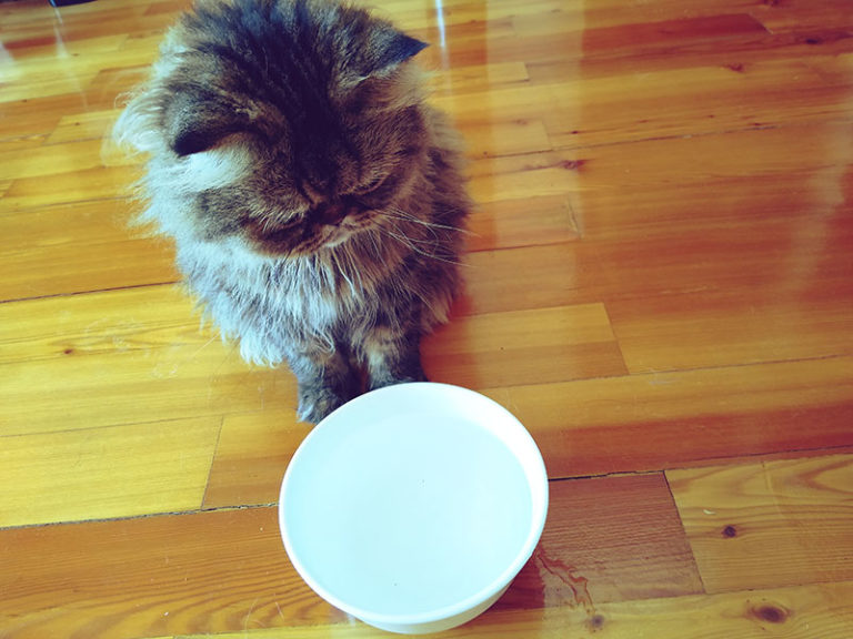 Why Cats Spill Water from Bowls Paw, Play, Splash, & Knock Over Behaviour