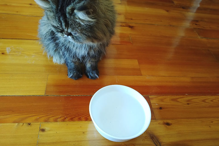 Why Do Cats Like Milk If It's Bad for Them? Here's the Answer