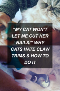 kittyclysm-cat-blog-help-advice-tips11