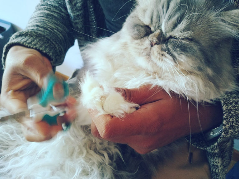 "My Cat Won't Let Me Cut Her Nails!" Why Cats Hate Claw Trims & How To