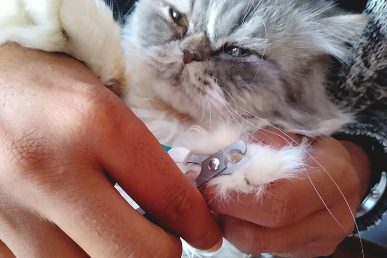"My Cat Won't Let Me Cut Her Nails!" Why Cats Hate Claw Trims & How To