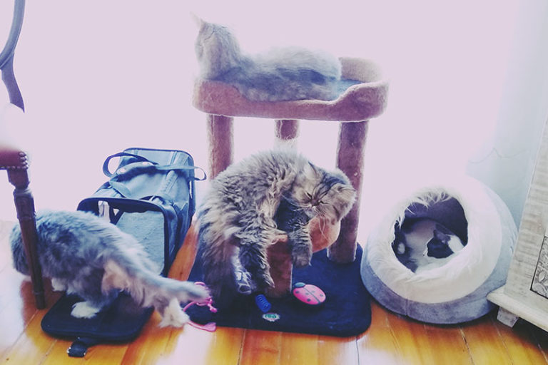 Why Do Cats Sleep on Their Backs? 11 Possible Explanations