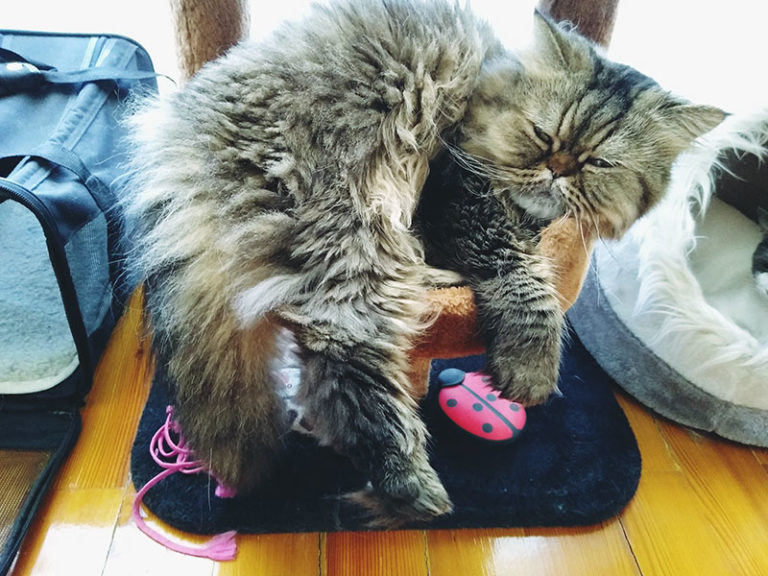 Why Do Cats Sleep on Their Backs? 11 Possible Explanations