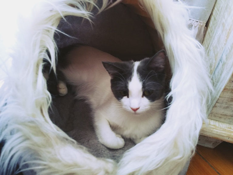 Why Do Cats Sleep on Their Backs? 11 Possible Explanations