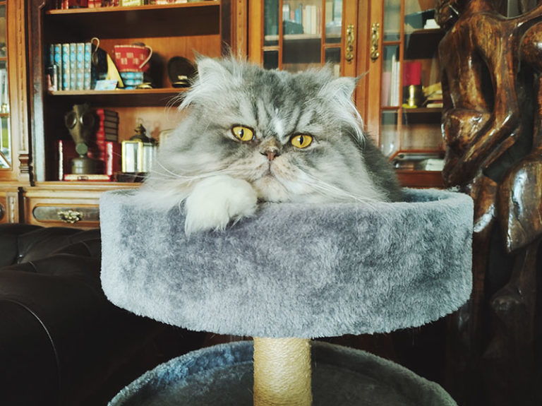 "Why Does My Cat Stare at Me When I Cry?" Why I Think Mine Do