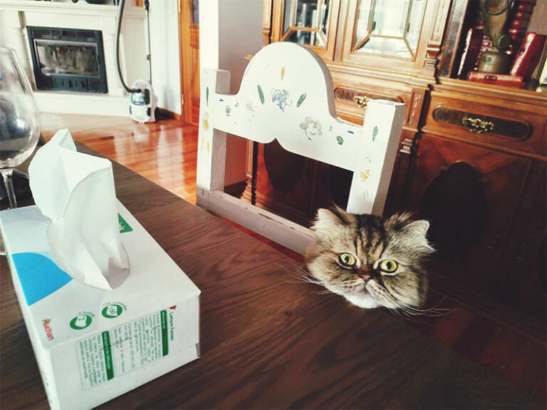 My Cat Licks Soap; Does Yours? Theories Why & Preventing Soap Ingestion