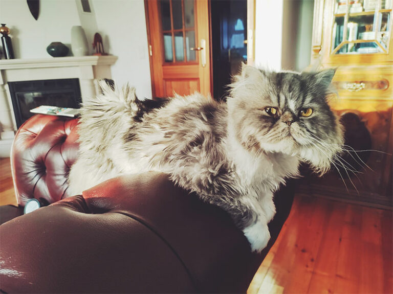 "Why Is My Cat Obsessed With Me?" 15 Likely Explanations