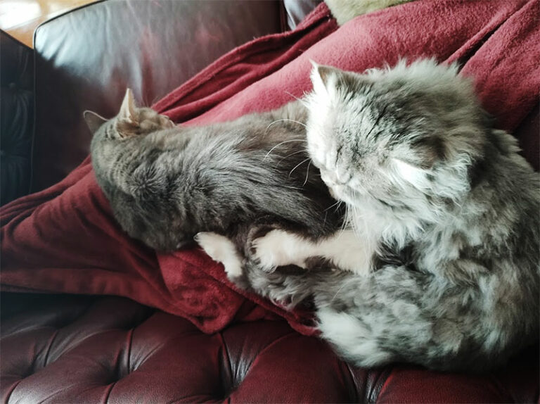 Winter Seasons Mean Cuddlier Cats in My Household