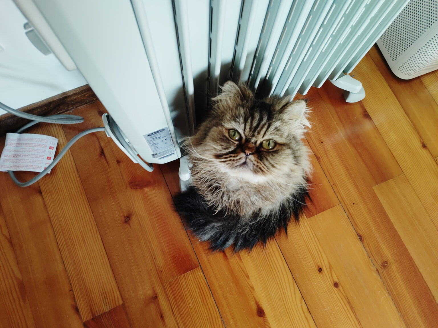 "Why Is My Cat Obsessed With the Bathroom?" Mine Are, Too!