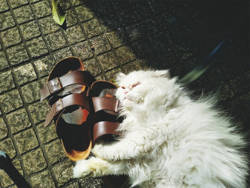 “Why Does My Cat Sit On My Foot” Mine Do, Here’s What I Think