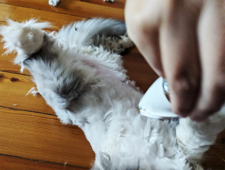 My Cats Hate Being Shaved, Too How to Shave a Cat That Hates It