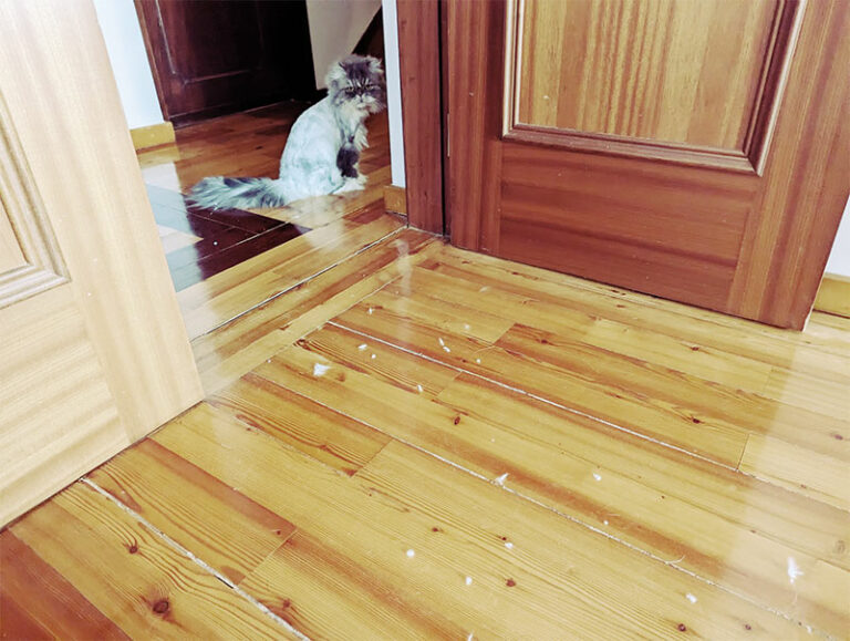 My Cats Hate Being Shaved, Too How to Shave a Cat That Hates It