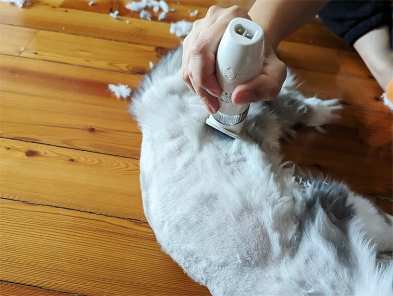 How to Shave a Cat at Home Tips I Learned Regularly Shaving My Own Cats